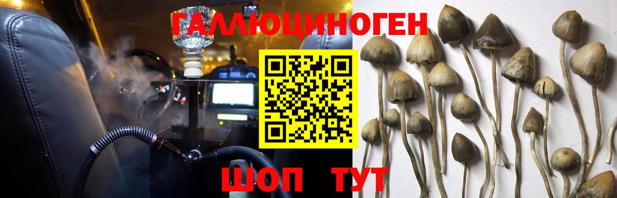 Галлюциногенные грибы Psilocybe  Энгельс 